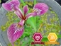 Preview: Iris kermensina